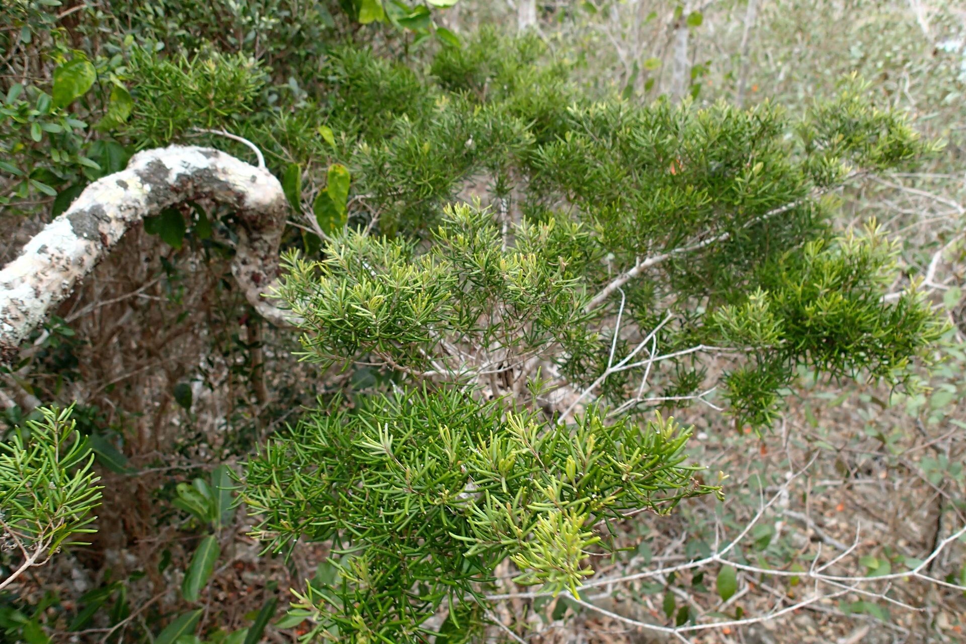Eugenia ericoides habit