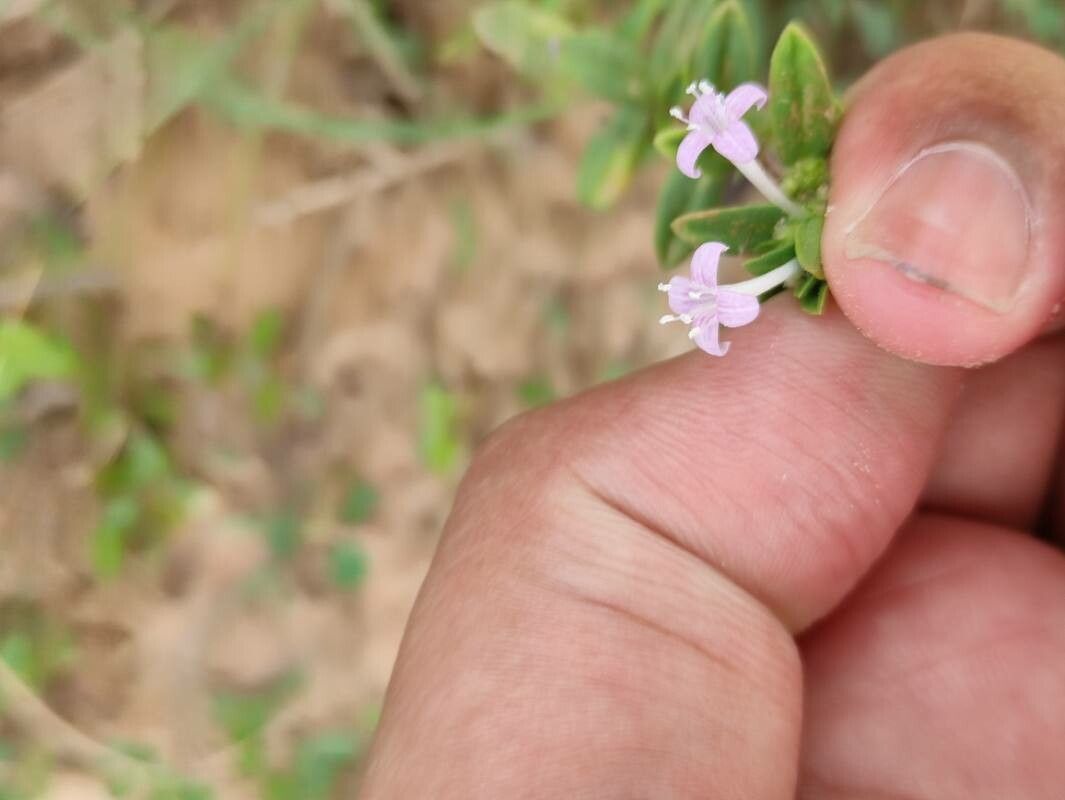 Spermacoce hispida flower