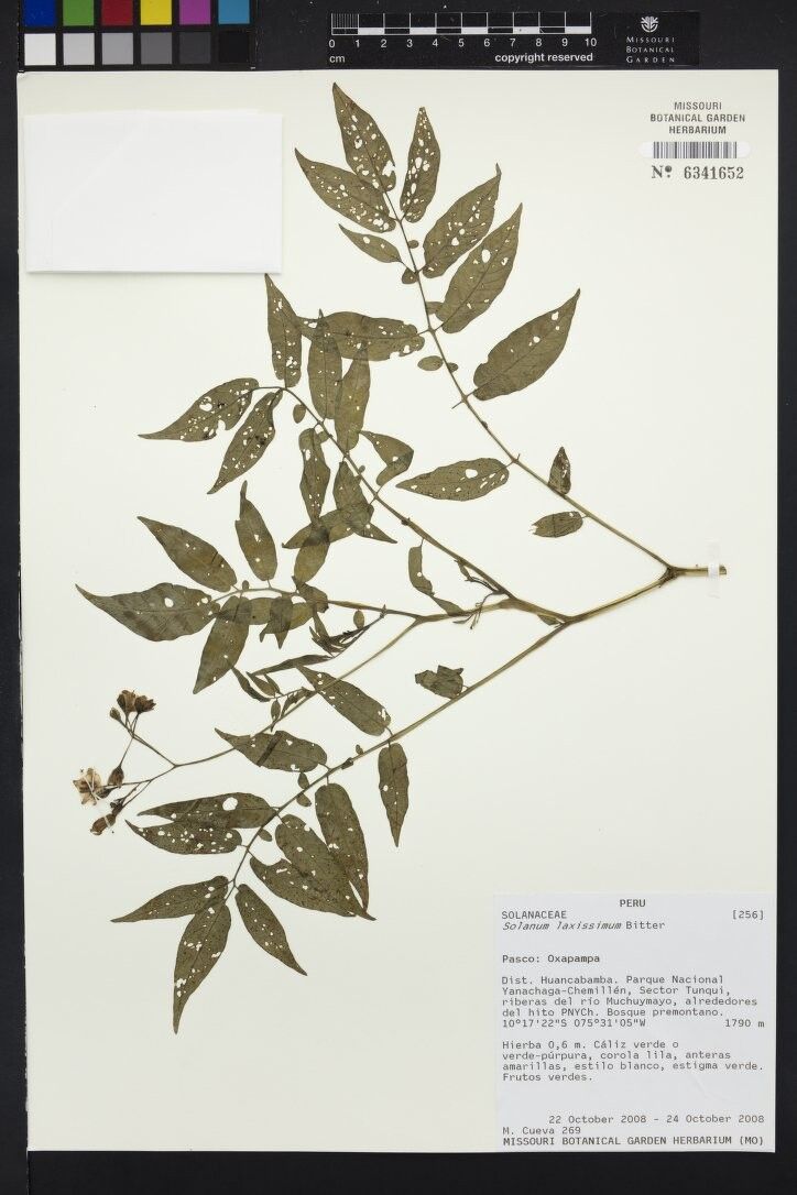 Solanum laxissimum — houseplant care guide