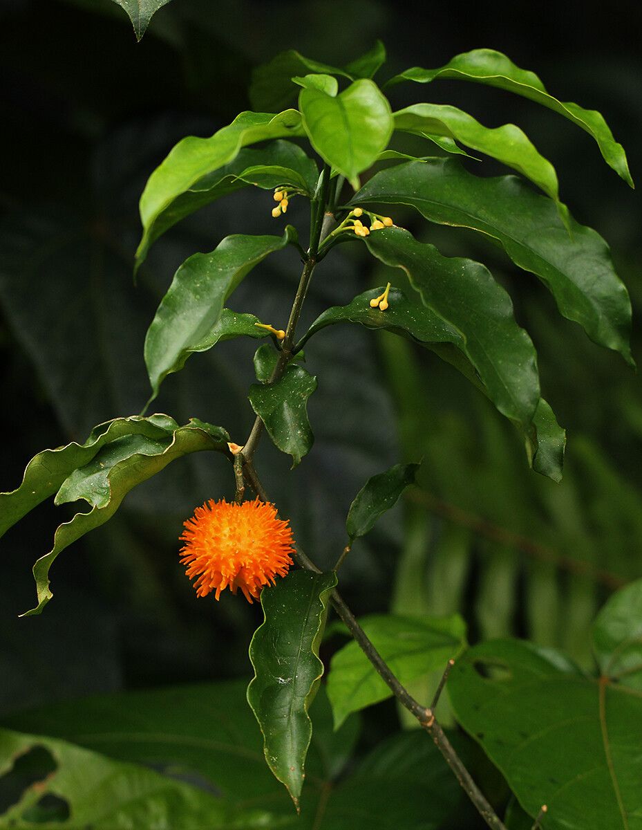 Tabernanthe elliptica — related species from the same genus