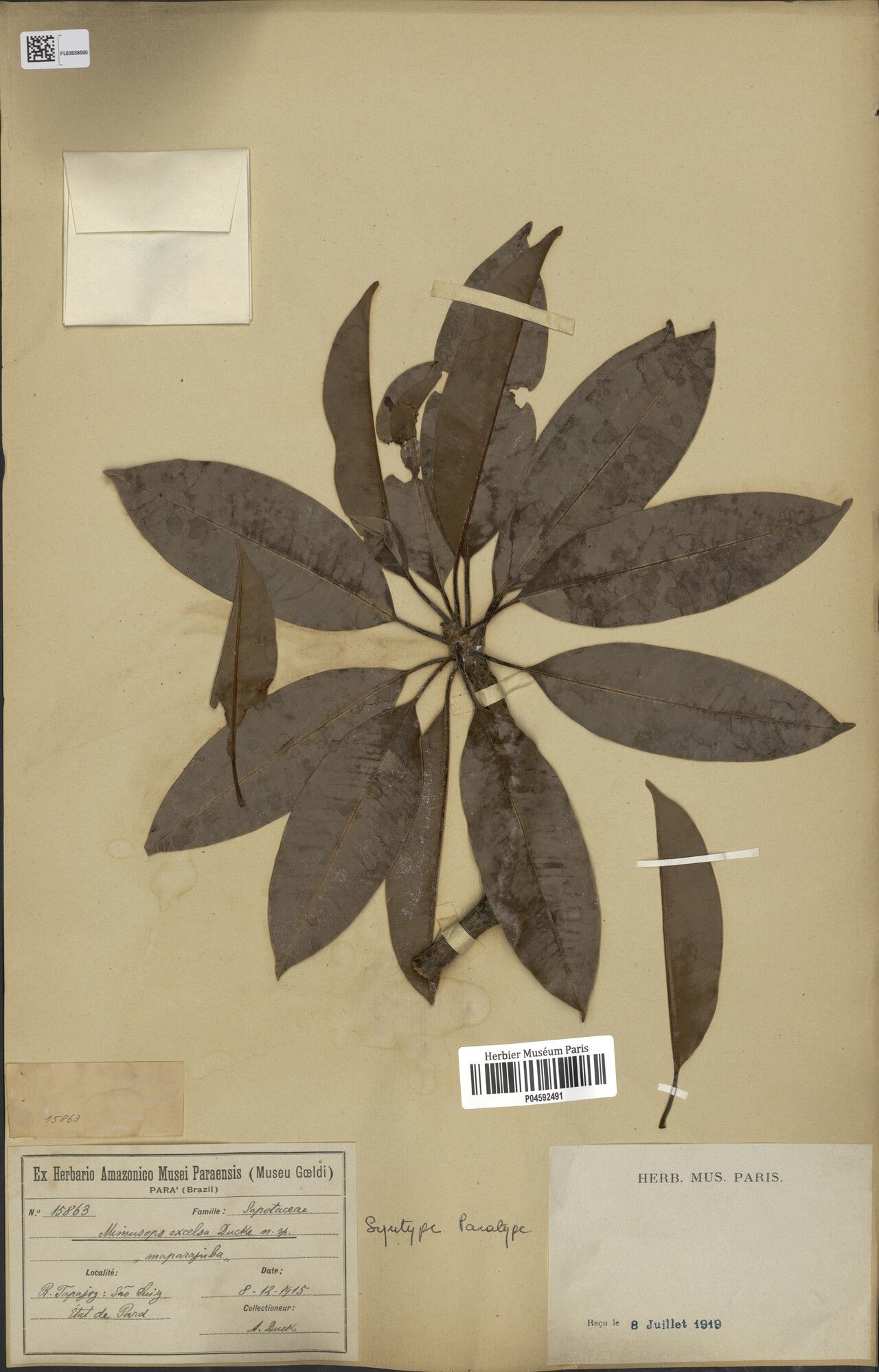 Manilkara excelsa — houseplant care guide