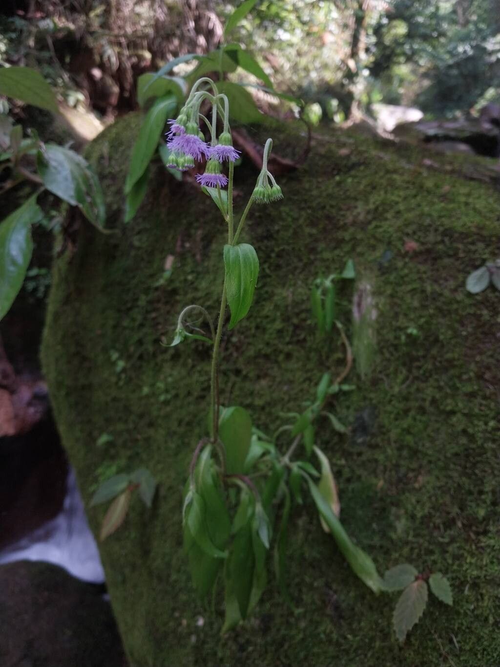 Ageratum riparium — houseplant care guide
