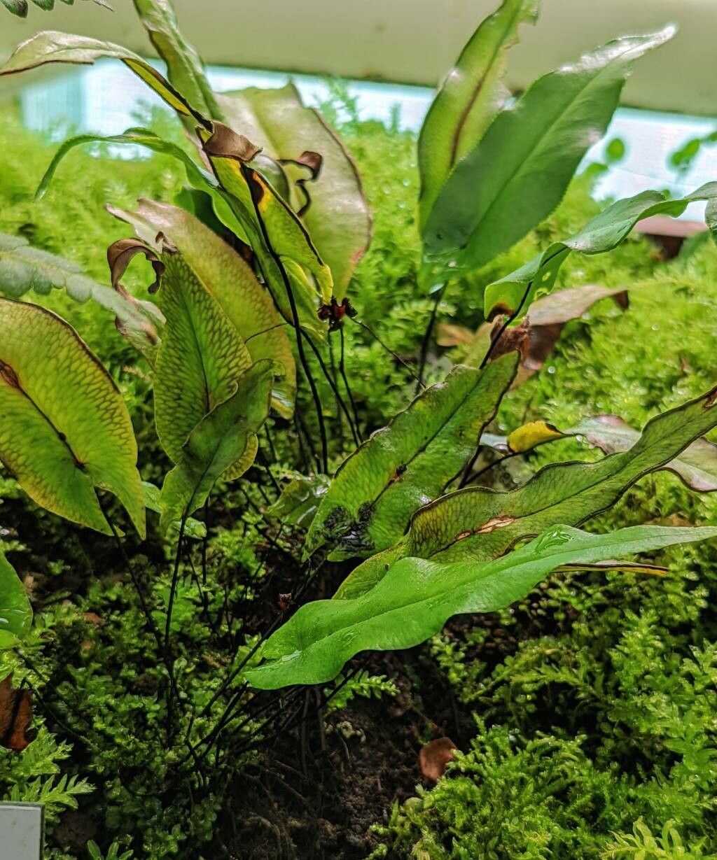 Doryopteris sagittifolia habit