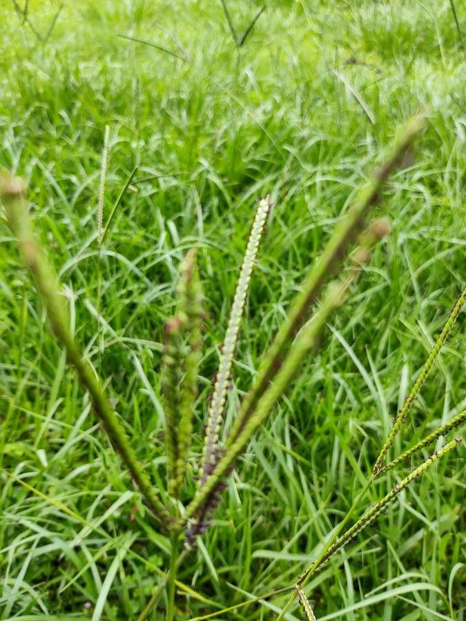 Paspalum notatum fruit