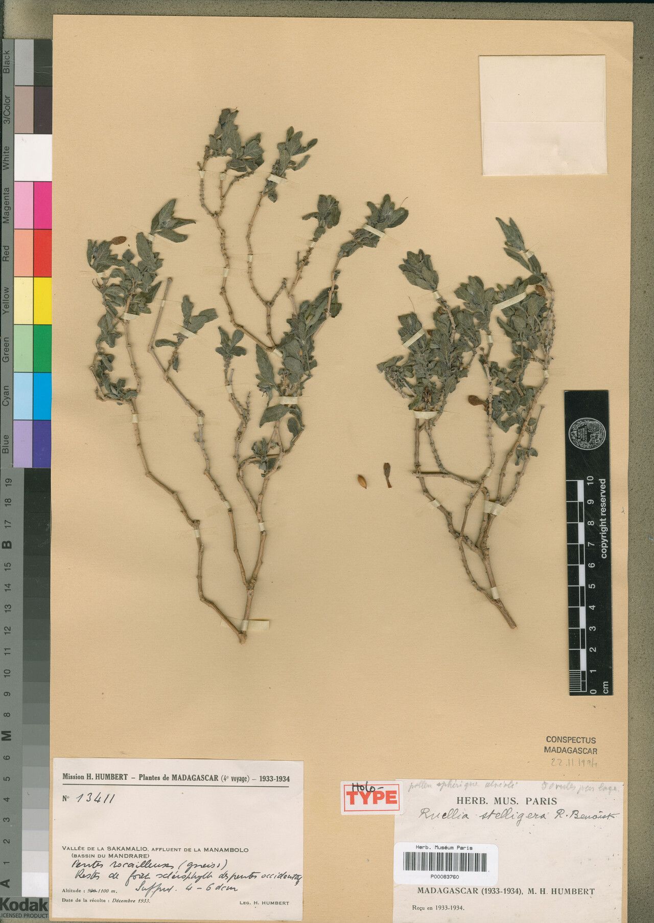 Ruellia stelligera — search result for 'Ruellia'