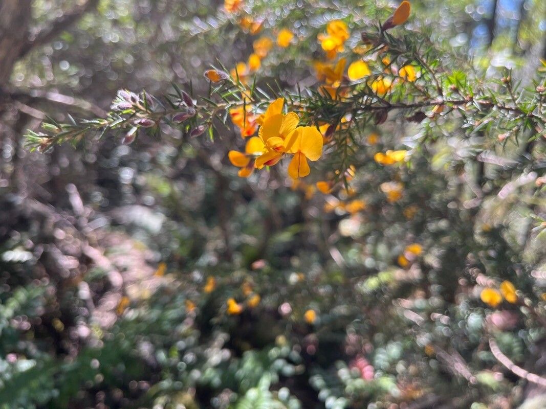 Dillwynia glaberrima — related species from the same genus