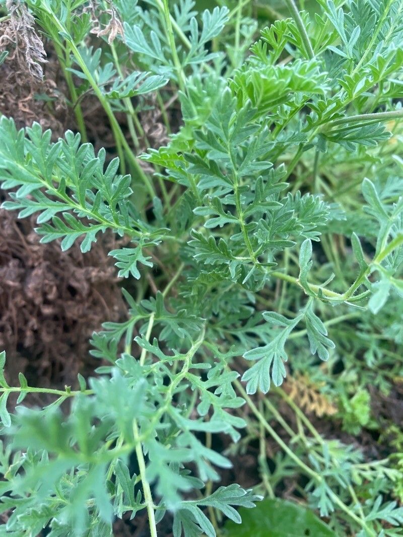 Erodium absinthoides leaf