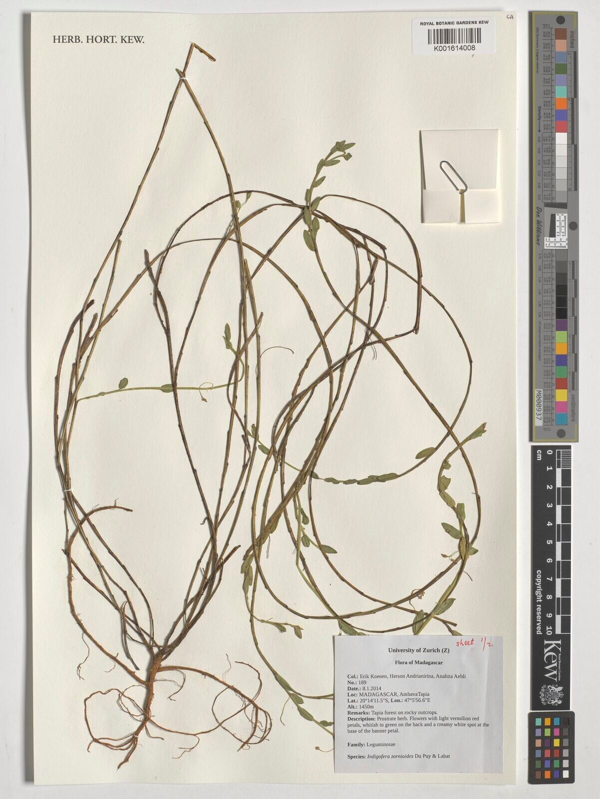 Indigofera zornioides — search result for 'Indigofera'