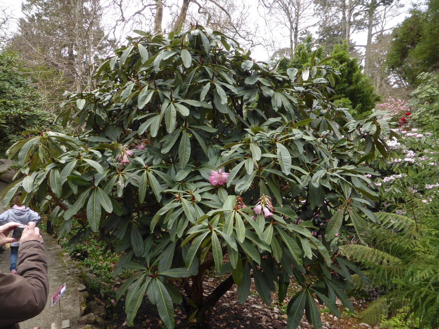 Rhododendron magnificum habit