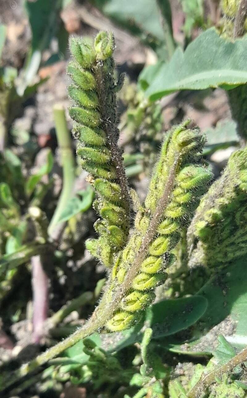 Phacelia sinuata other