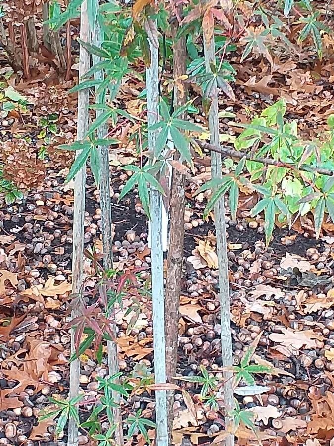 Acer pentaphyllum bark