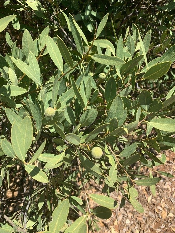 Diospyros mespiliformis fruit