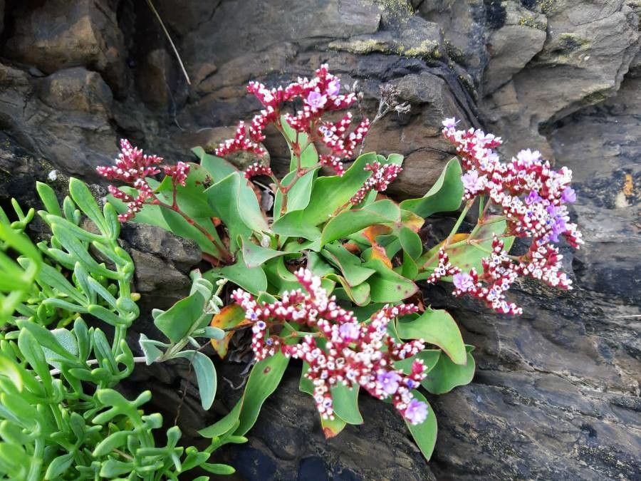 Limonium auriculiursifolium flower