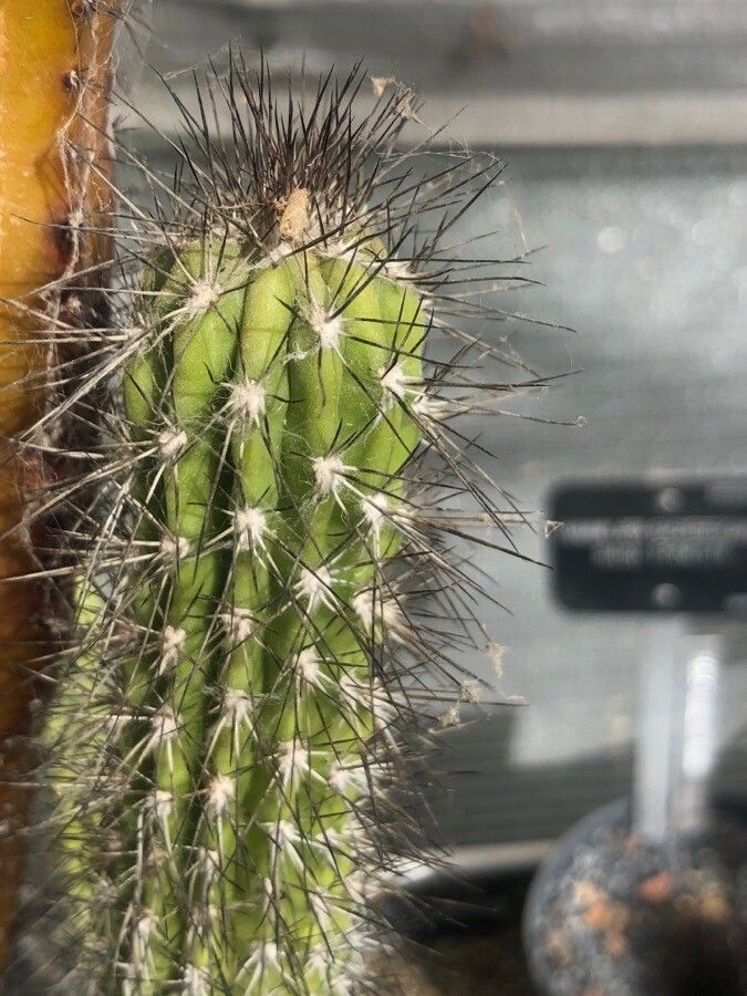 Pilosocereus purpusii — search result for 'Pilosocereus'
