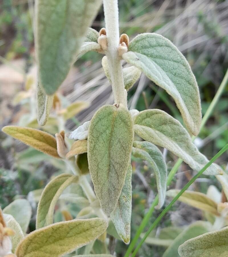 Buddleja aromatica