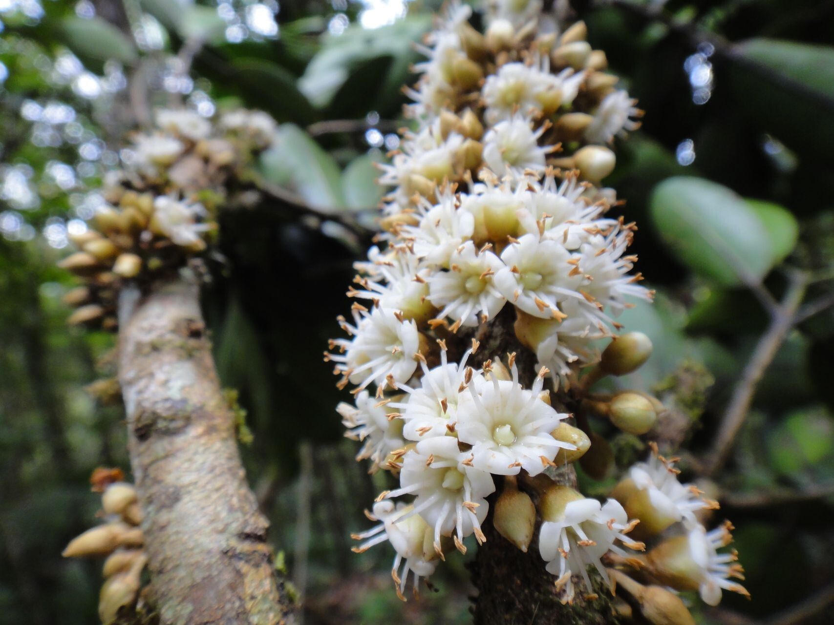 Pycnandra griseosepala flower