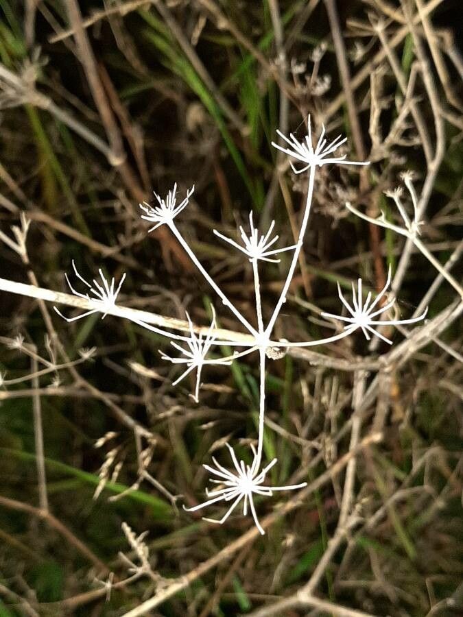 Seseli tortuosum flower