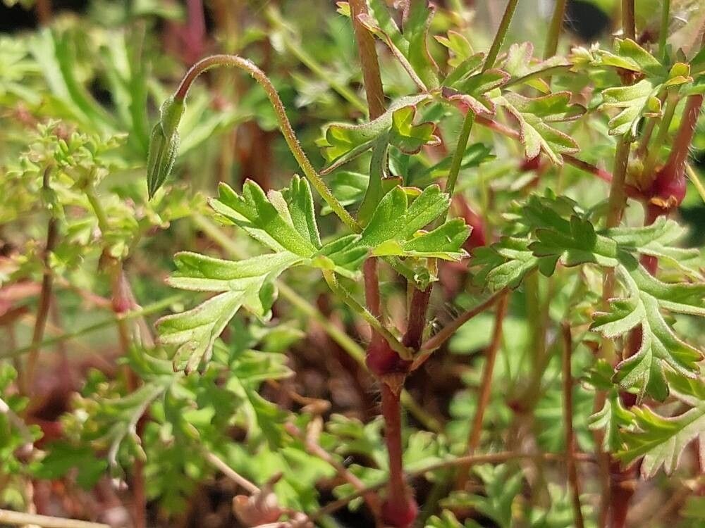 Pelargonium whytei — houseplant care guide