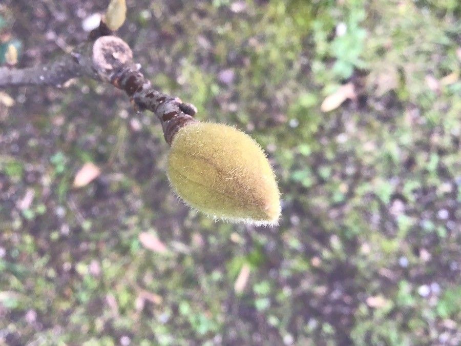 Magnolia × soulangeana