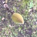 Magnolia × soulangeana