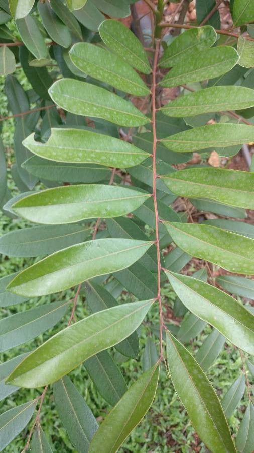 Hexalobus monopetalus leaf
