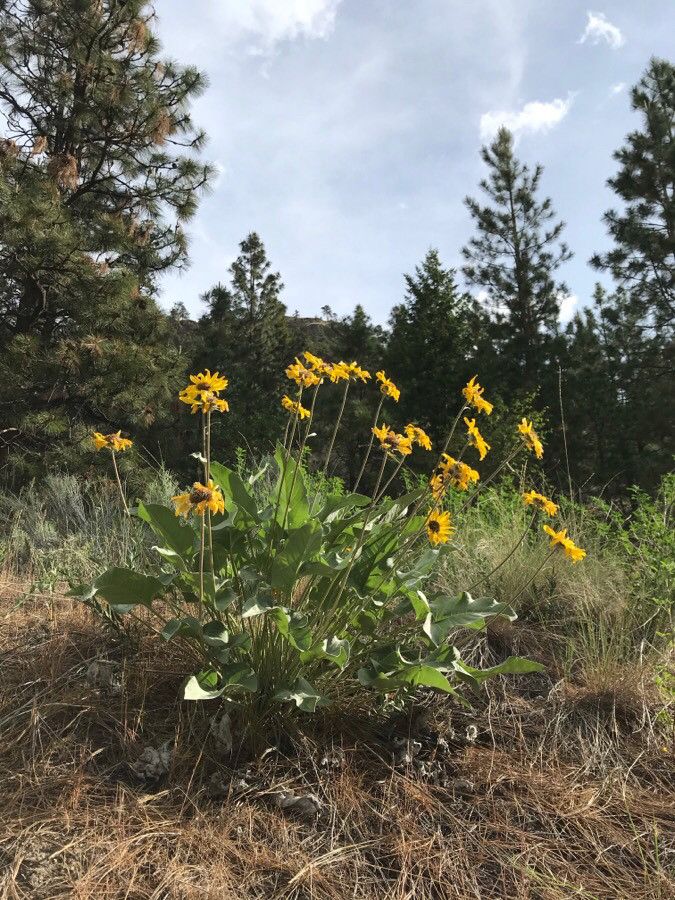 Balsamorhiza sagittata habit