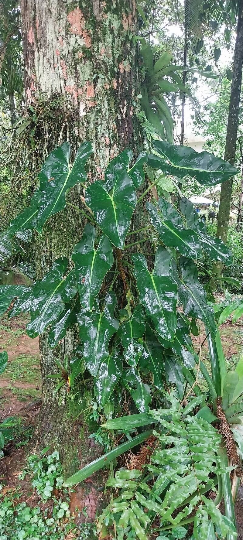 Thaumatophyllum corcovadense