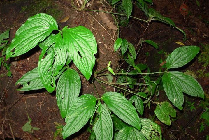 Anthurium trisectum habit