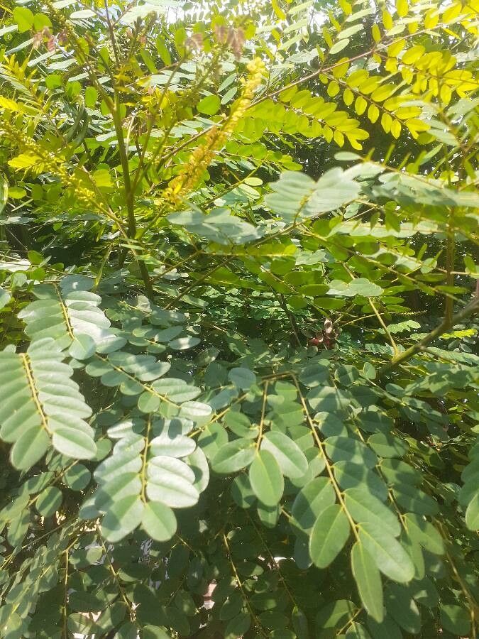 Adenanthera pavonina leaf