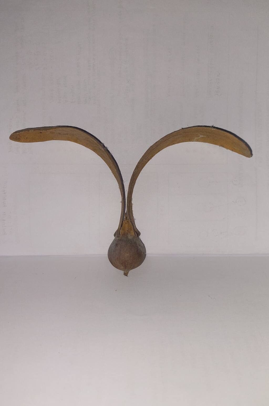 Dipterocarpus littoralis fruit