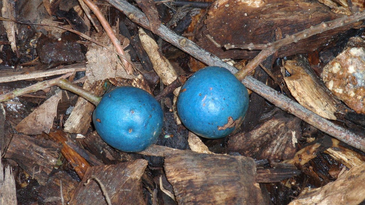 Elaeocarpus angustifolius fruit