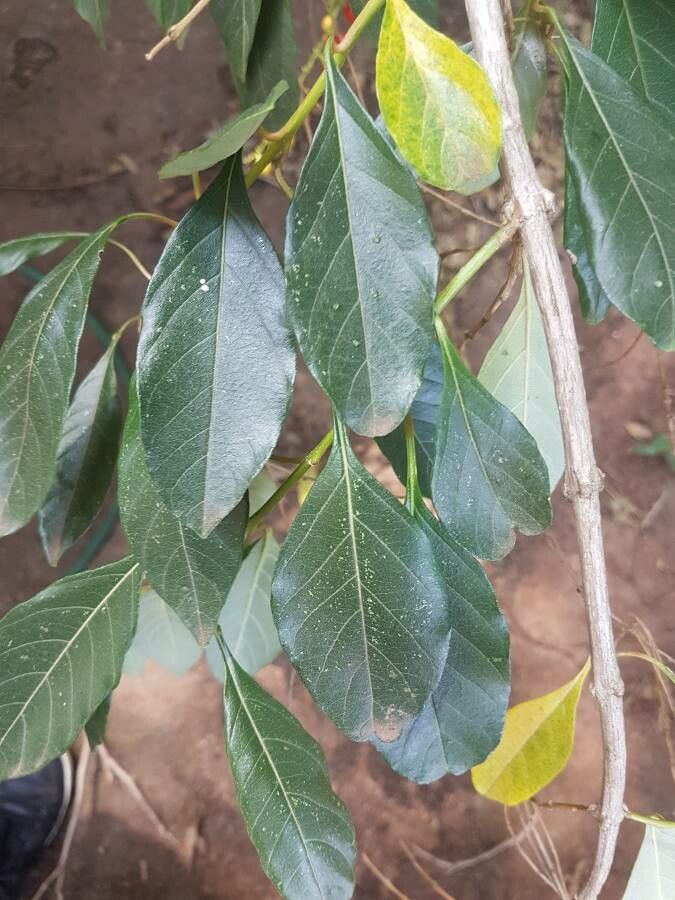 Citharexylum myrianthum — houseplant care guide