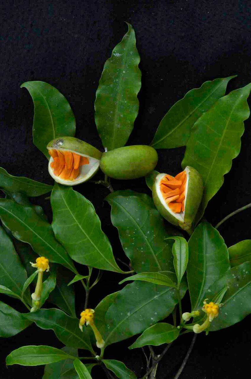 Tabernaemontana flavicans fruit