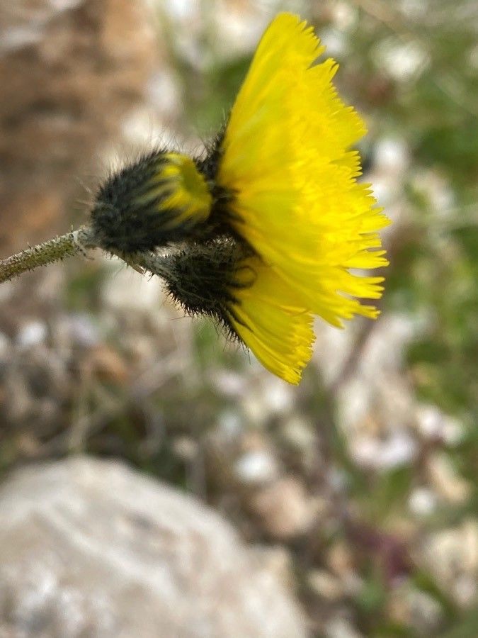 Pilosella glacialis flower