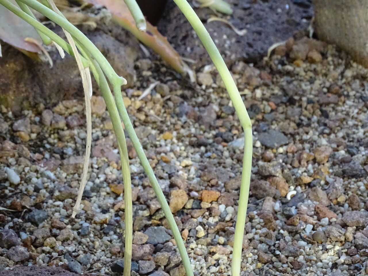 Cynanchum daltonii bark