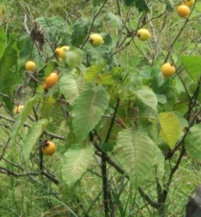 Solanum mammosum leaf