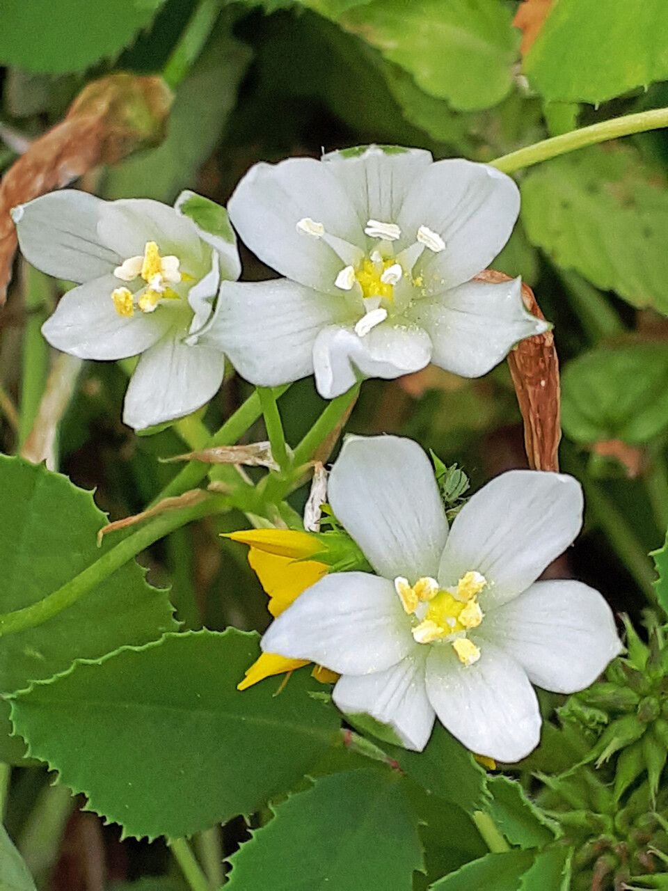 Ornithogalum atticum flower
