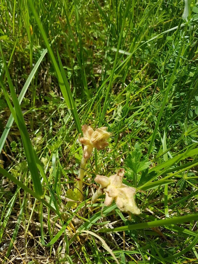 Orobanche caryophyllacea fruit