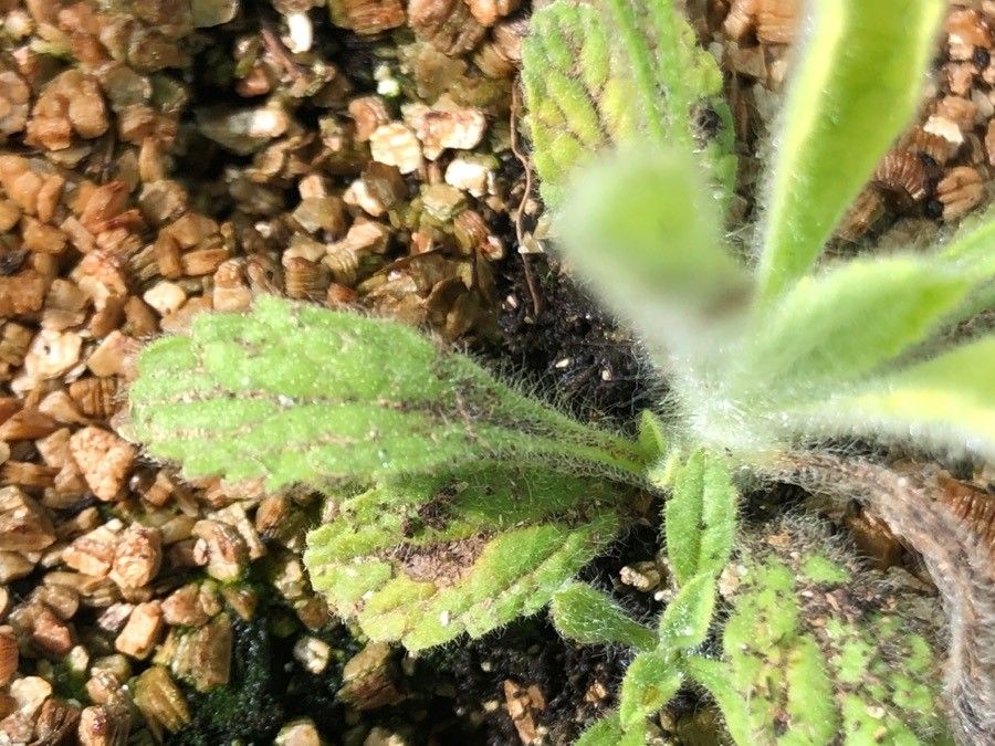 Sideritis serrata leaf