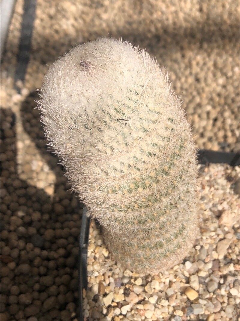 Epithelantha micromeris — houseplant care guide