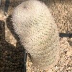 Epithelantha micromeris