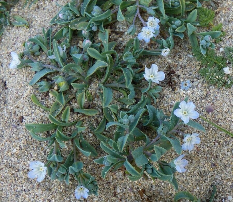 Omphalodes littoralis flower
