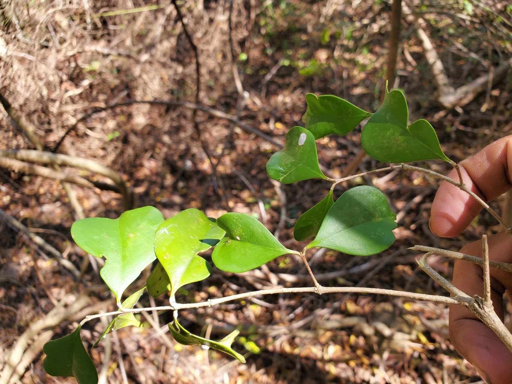 Noronhia christenseniana — search result for 'Noronhia'