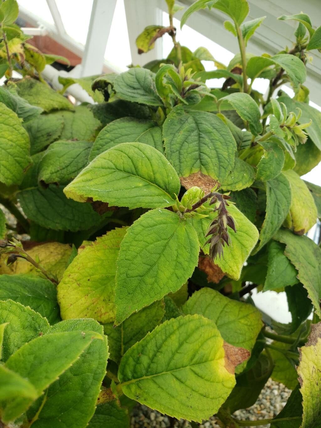 Titanotrichum oldhamii — houseplant care guide