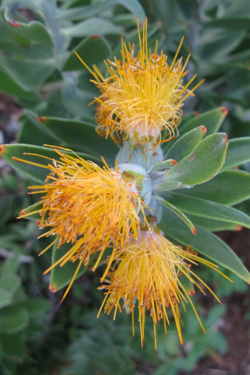 Mimetes chrysanthus flower
