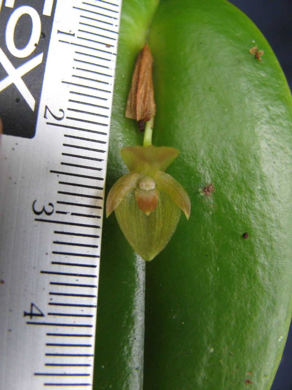 Pleurothallis homalantha fruit