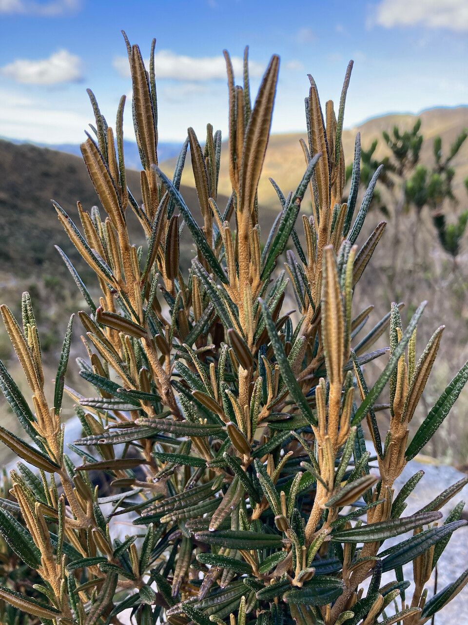 Miconia salicifolia — search result for 'Melastomataceae'