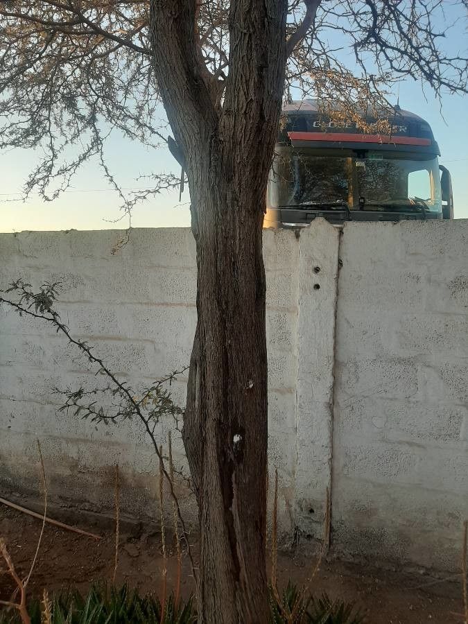 Prosopis tamarugo bark