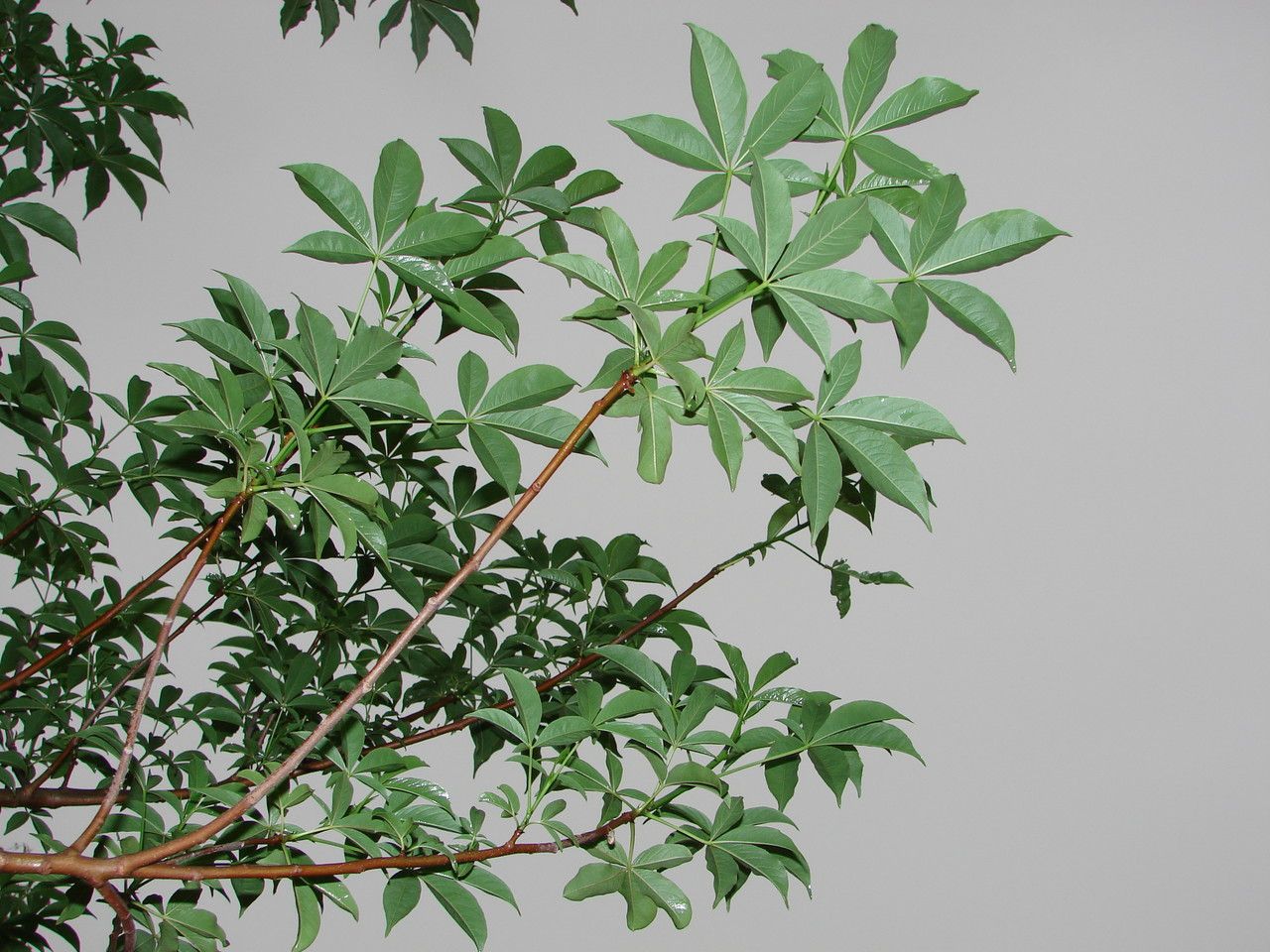 Adansonia digitata leaf