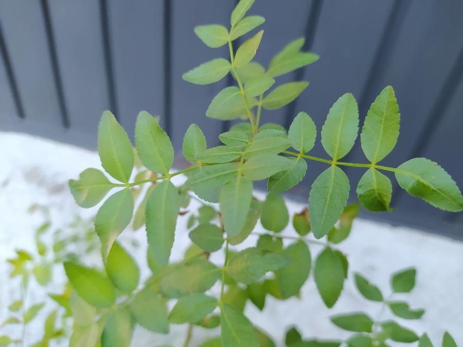 Bursera microphylla — search result for 'Bursera'